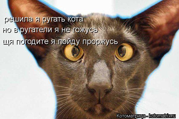 решила я ругать кота но в ругатели я не гожусь щя погодите я пойду проржусь... Котоматрица: решила я ругать кота но в ругатели я не гожусь щя погодите я пойду проржусь