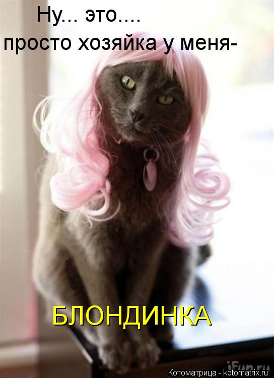 Котоматрица: Ну... это.... просто хозяйка у меня- БЛОНДИНКА