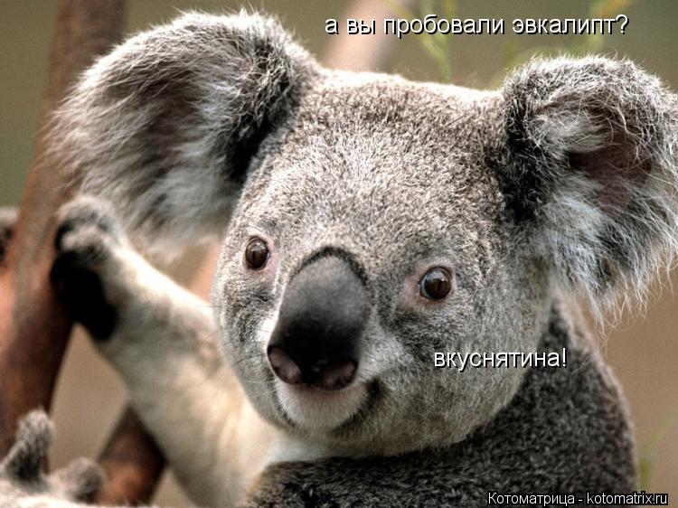 а вы пробовали эвкалипт? вкуснятина!... Котоматрица: а вы пробовали эвкалипт? вкуснятина!