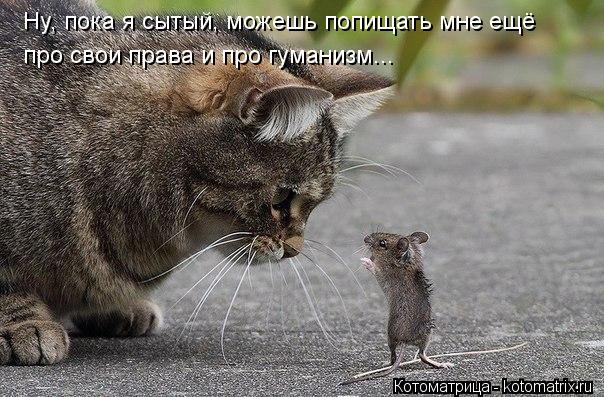 Ну, пока я сытый, можешь попищать мне ещё про свои права и про гуманизм...... Котоматрица: Ну, пока я сытый, можешь попищать мне ещё про свои права и про гуманизм...