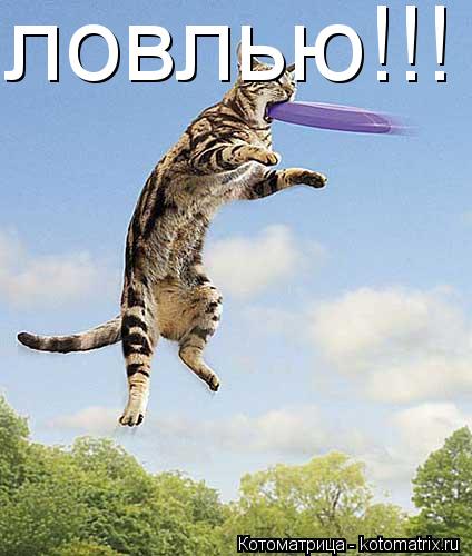 ловлью!!!... Котоматрица: ловлью!!!