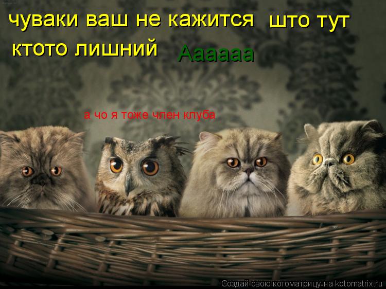 чуваки ваш не кажится што тут ктото лишний а чо я тоже член клуба Аааааа... Котоматрица: чуваки ваш не кажится што тут ктото лишний а чо я тоже член клуба Аааааа