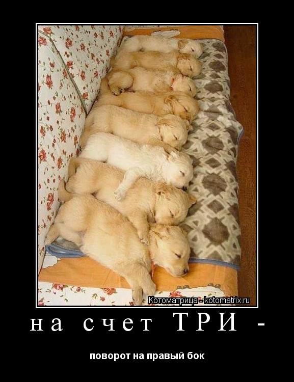 на счет ТРИ - поворот на правый бок... Котоматрица: на счет ТРИ - поворот на правый бок