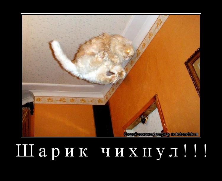 Шарик чихнул!!! ... Котоматрица: Шарик чихнул!!!