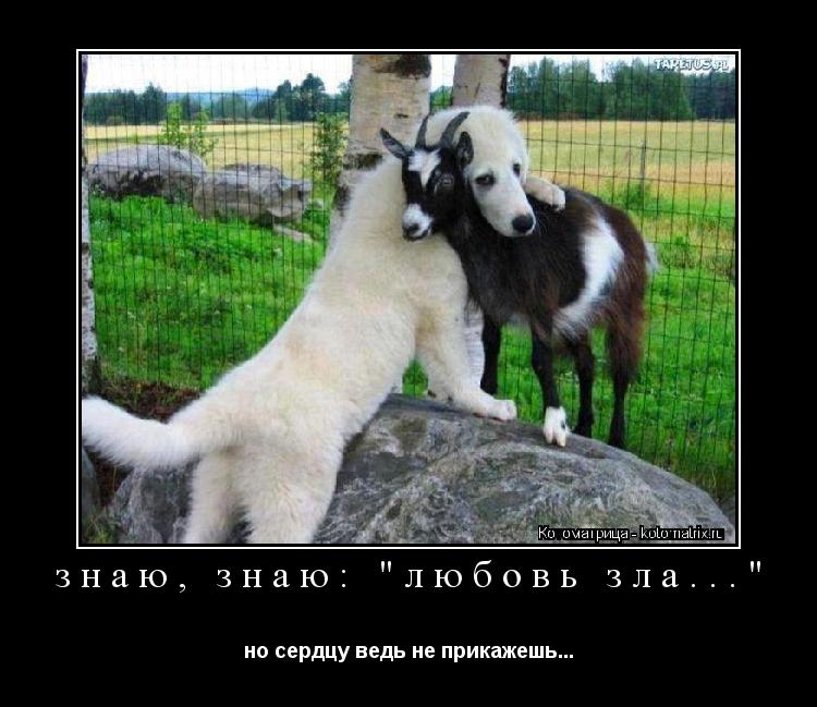 знаю, знаю: "любовь зла..." но сердцу ведь не прикажешь...... Котоматрица: знаю, знаю: "любовь зла..." но сердцу ведь не прикажешь...
