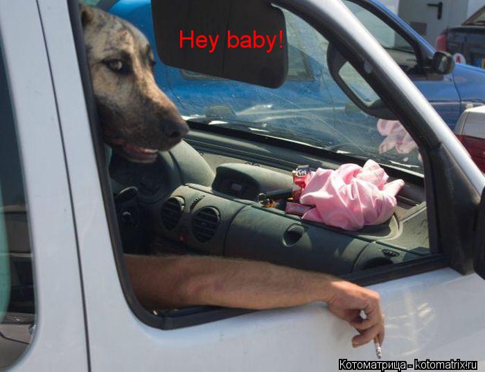 Hey baby!... Котоматрица: Hey baby!