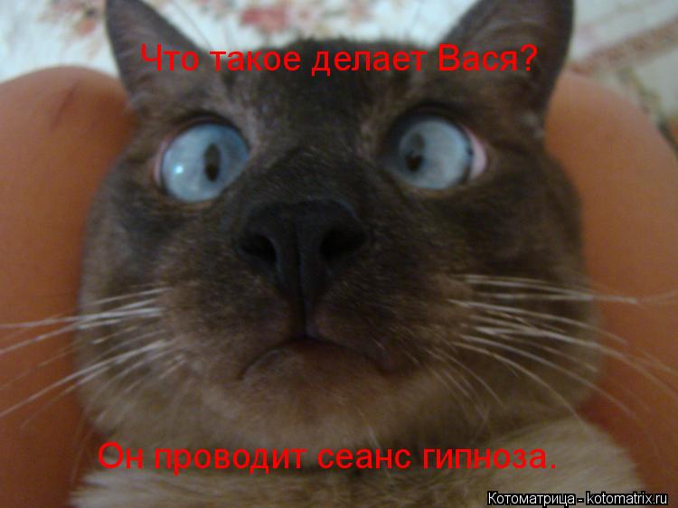 Что такое делает Вася? Он проводит сеанс гипноза.... Котоматрица: Что такое делает Вася? Он проводит сеанс гипноза.