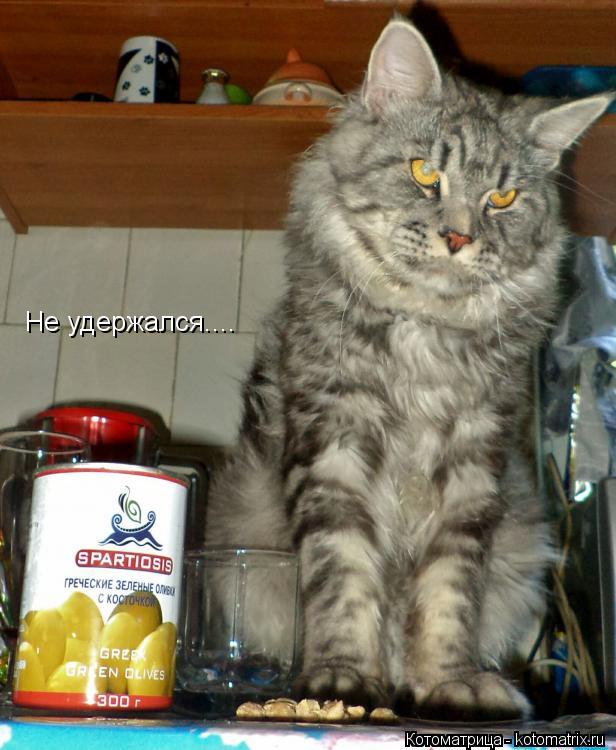 Не удержался....... Котоматрица: Не удержался....