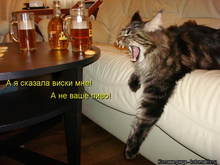Котоматрица: А я сказала виски мне!  А не ваше пиво!