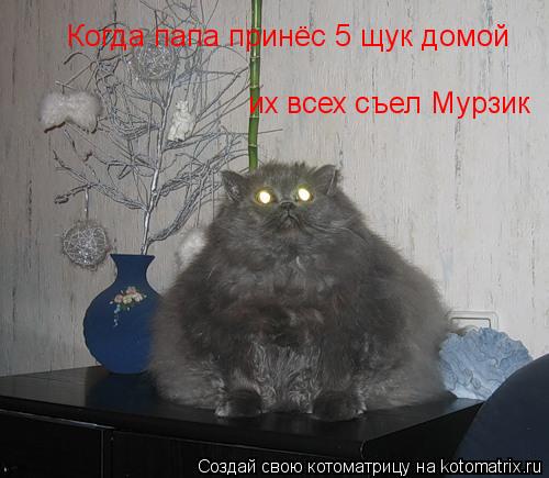 Когда папа принёс 5 щук домой их всех съел Мурзик... Котоматрица: Когда папа принёс 5 щук домой их всех съел Мурзик