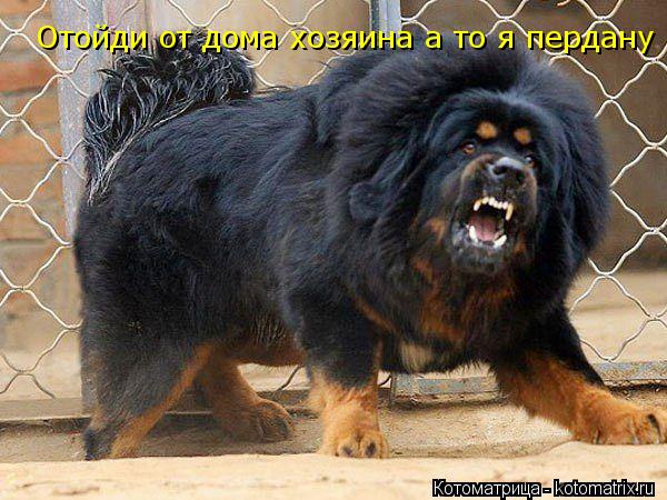 Отойди от дома хозяина а то я пердану... Котоматрица: Отойди от дома хозяина а то я пердану