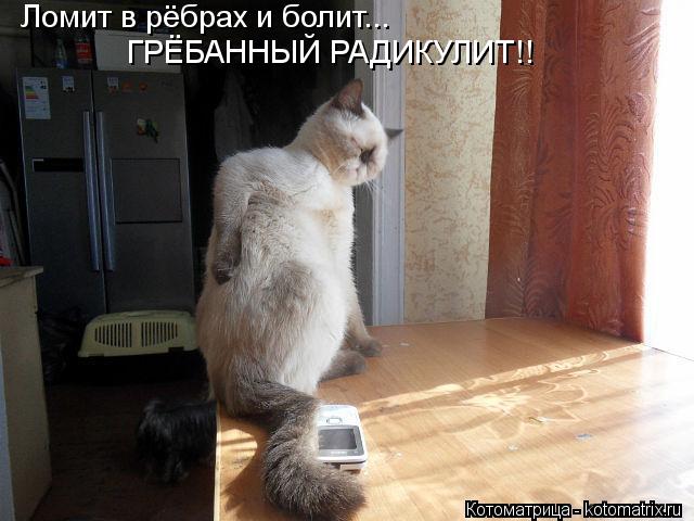 Ломит в рёбрах и болит... ГРЁБАННЫЙ РАДИКУЛИТ!!... Котоматрица: Ломит в рёбрах и болит... ГРЁБАННЫЙ РАДИКУЛИТ!!