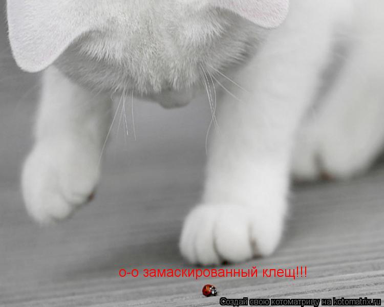 о-о замаскированный клещ!!!... Котоматрица: о-о замаскированный клещ!!!