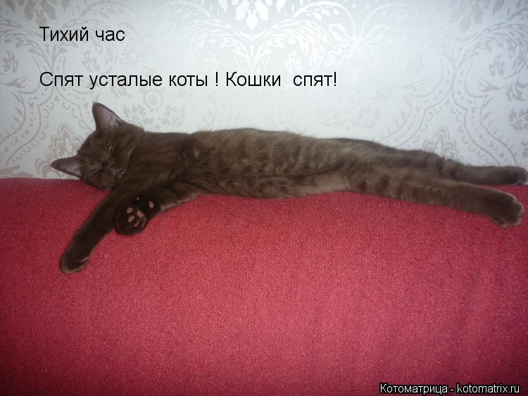Котоматрица: Тихий час Спят усталые коты ! Кошки  спят!