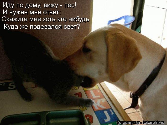 Иду по дому, вижу - пес! И нужен мне ответ: Скажите мне хоть кто нибудь Куда же подевался свет?... Котоматрица: Иду по дому, вижу - пес! И нужен мне ответ: Скажите мне хоть кто нибудь Куда же подевался свет?