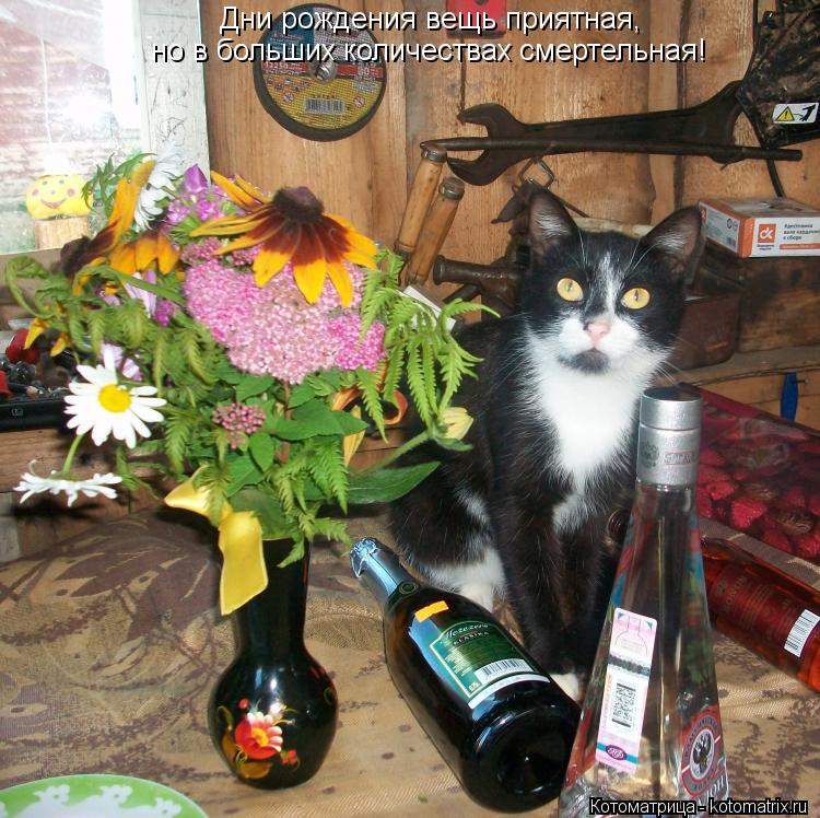 Дни рождения вещь приятная, но в больших количествах смертельная!... Котоматрица: Дни рождения вещь приятная, но в больших количествах смертельная!