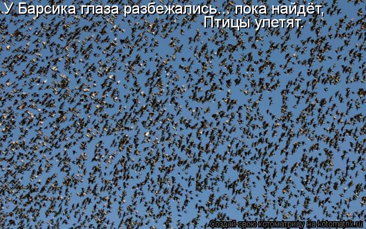 У Барсика глаза разбежались... пока найдёт, Птицы улетят.... Котоматрица: У Барсика глаза разбежались... пока найдёт, Птицы улетят.