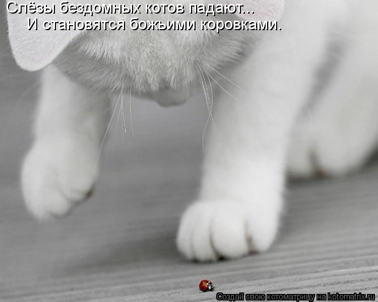 Слёзы бездомных котов падают... И становятся божьими коровками.... Котоматрица: Слёзы бездомных котов падают... И становятся божьими коровками.