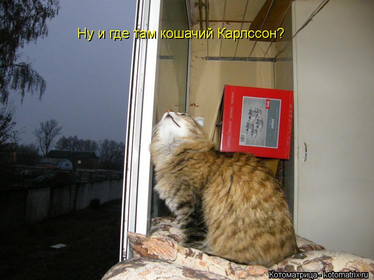 Ну и где там кошачий Карлссон?... Котоматрица: Ну и где там кошачий Карлссон?