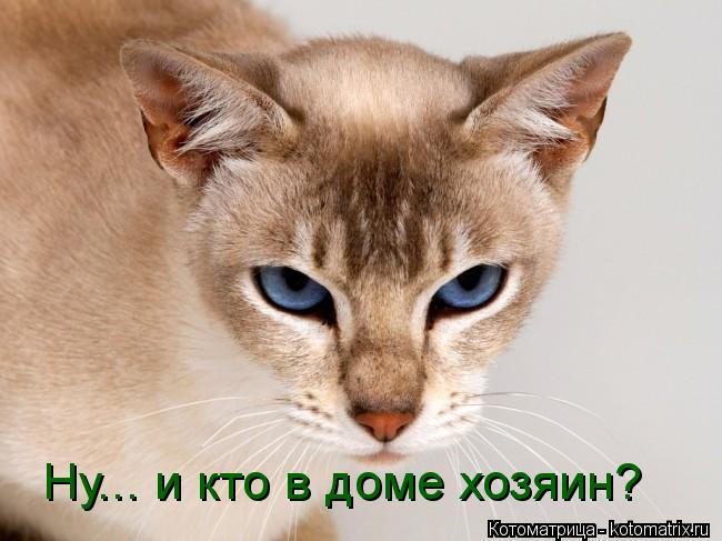 Ну... и кто в доме хозяин?... Котоматрица: Ну... и кто в доме хозяин?