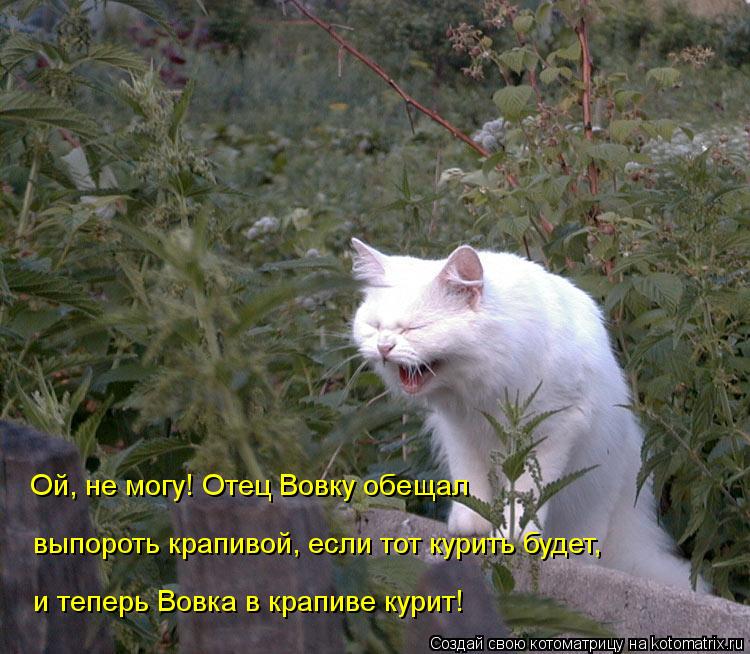 Ой, не могу! Отец Вовку обещал выпороть крапивой, если тот курить будет, и теперь Вовка в крапиве ку... Котоматрица: Ой, не могу! Отец Вовку обещал выпороть крапивой, если тот курить будет, и теперь Вовка в крапиве курит!