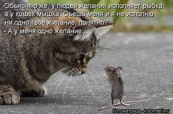 Обьясняю же, у людей желания исполняет рыбка, а у кошек мышка. Съешь меня и я не исполню ни одно тво... Котоматрица: Обьясняю же, у людей желания исполняет рыбка, а у кошек мышка. Съешь меня и я не исполню ни одно твоё жилание, понятно? - А у меня одно желание