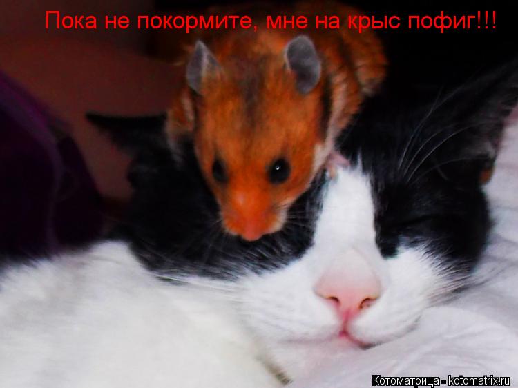 Пока не покормите, мне на крыс пофиг!!!... Котоматрица: Пока не покормите, мне на крыс пофиг!!!