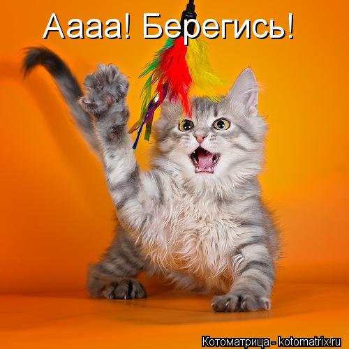 Аааа! Берегись!... Котоматрица: Аааа! Берегись!