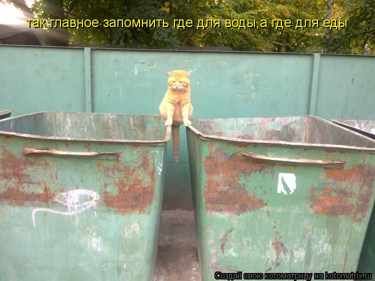 так главное запомнить где для воды,а где для еды... Котоматрица: так главное запомнить где для воды,а где для еды