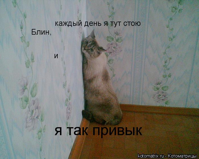Блин , каждый день я тут стою и я так привык... Котоматрица: Блин , каждый день я тут стою и я так привык