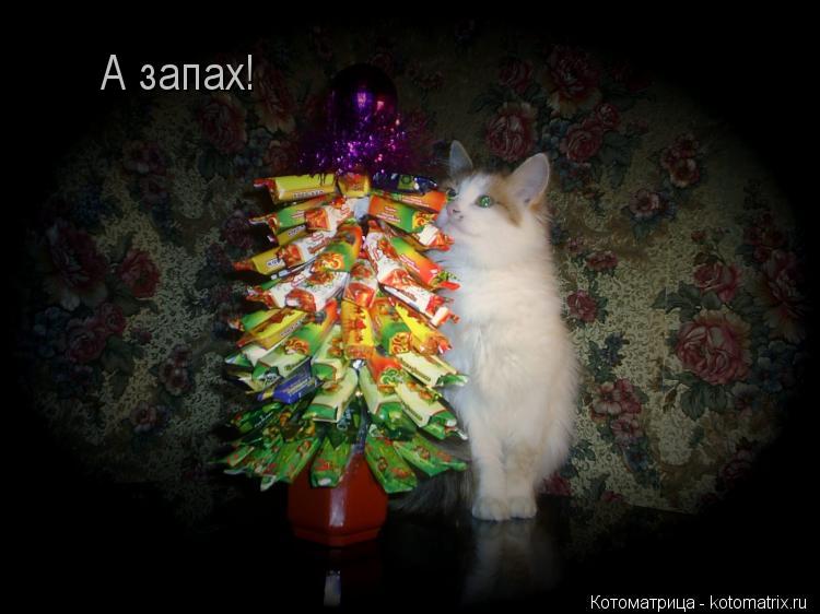 А запах!... Котоматрица: А запах!