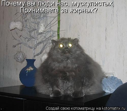 Почему вы люди нас, мускулистых, Принимаете за жирных?... Котоматрица: Почему вы люди нас, мускулистых, Принимаете за жирных?
