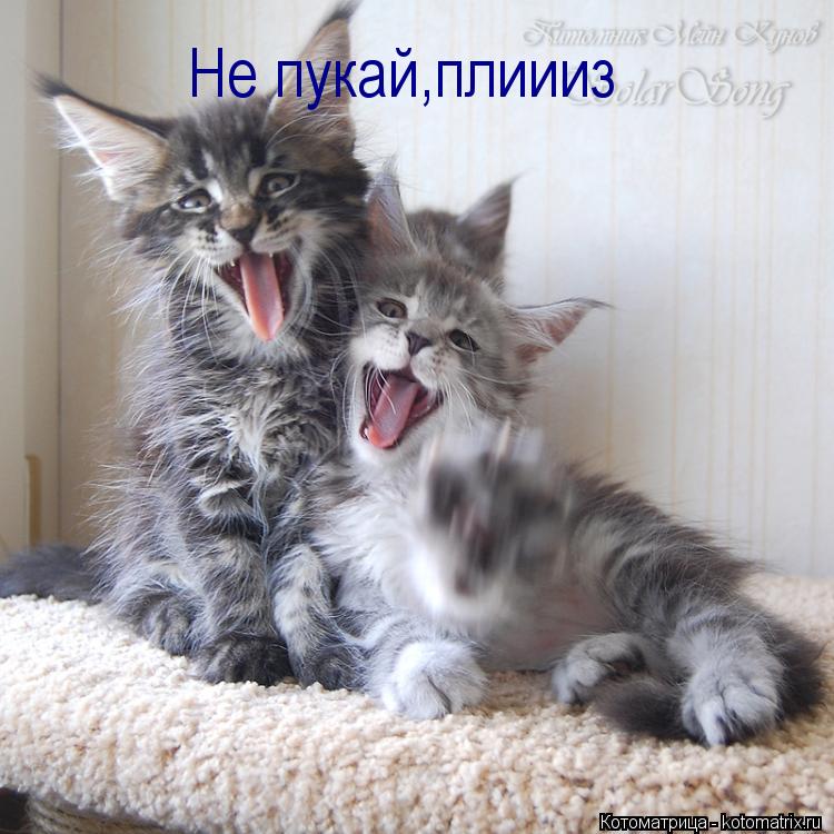 Не пукай,плиииз... Котоматрица: Не пукай,плиииз