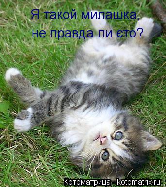 Я такой милашка, не правда ли єто?... Котоматрица: Я такой милашка, не правда ли єто?