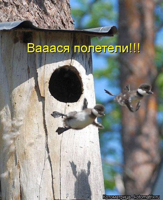 Вааася полетели!!!... Котоматрица: Вааася полетели!!!