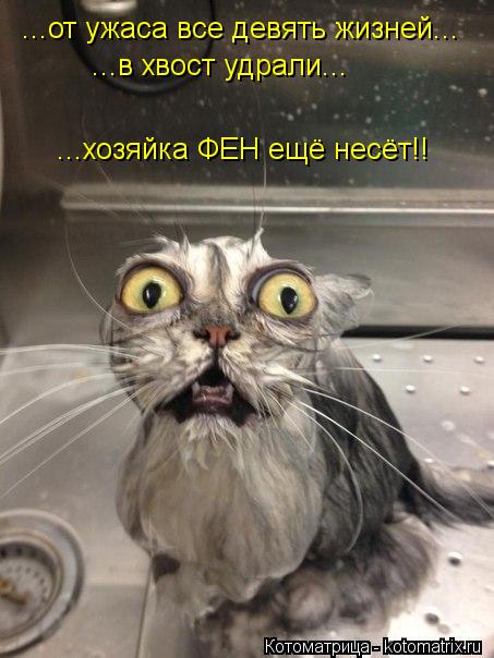 ...от ужаса все девять жизней... ...в хвост удрали... ...хозяйка ФЕН ещё несёт!!... Котоматрица: ...от ужаса все девять жизней... ...в хвост удрали... ...хозяйка ФЕН ещё несёт!!