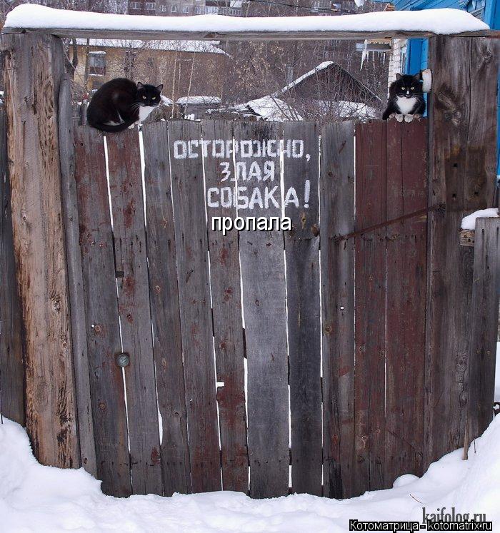 пропала... Котоматрица: пропала