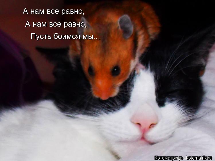 А нам все равно, А нам все равно, Пусть боимся мы...... Котоматрица: А нам все равно, А нам все равно, Пусть боимся мы...