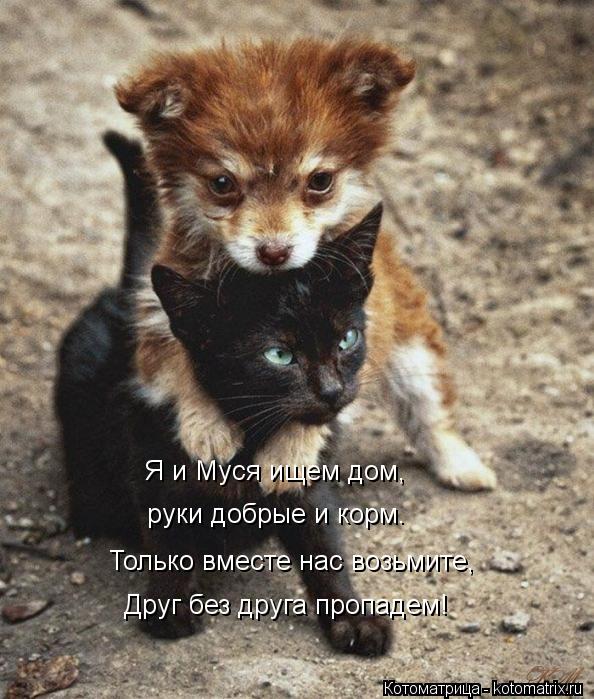 Я и Муся ищем дом, руки добрые и корм. Только вместе нас возьмите, Друг без друга пропадем!... Котоматрица: Я и Муся ищем дом, руки добрые и корм. Только вместе нас возьмите, Друг без друга пропадем!