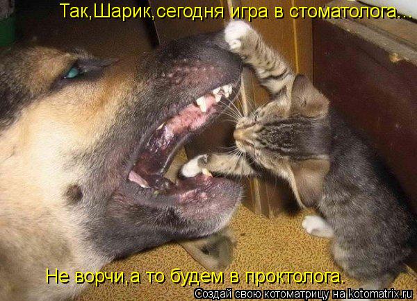 Так,Шарик,сегодня игра в стоматолога... Не ворчи,а то будем в проктолога.... Котоматрица: Так,Шарик,сегодня игра в стоматолога... Не ворчи,а то будем в проктолога.