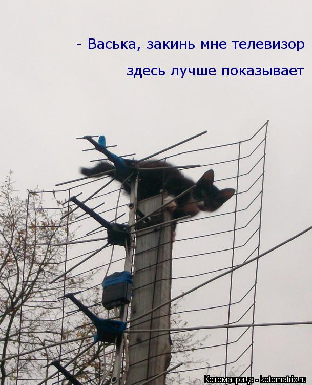 - Васька, закинь мне телевизор здесь лучше показывает... Котоматрица: - Васька, закинь мне телевизор здесь лучше показывает