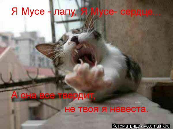 Я Мусе - лапу, Я Мусе- сердце... А она все твердит, не твоя я невеста.... Котоматрица: Я Мусе - лапу, Я Мусе- сердце... А она все твердит, не твоя я невеста.