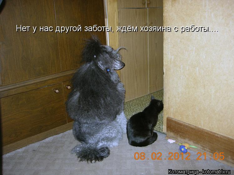 Нет у нас другой заботы, Нет у нас другой заботы, ждём хозяина с работы....... Котоматрица: Нет у нас другой заботы, Нет у нас другой заботы, ждём хозяина с работы....