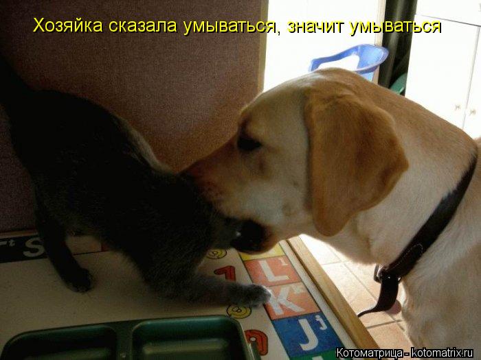 Хозяйка сказала умываться, значит умываться... Котоматрица: Хозяйка сказала умываться, значит умываться