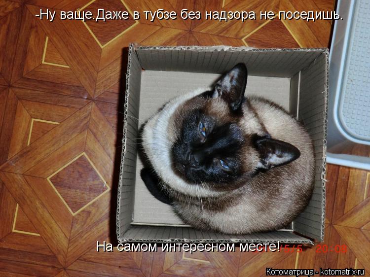 -Ну ваще.Даже в тубзе без надзора не поседишь. На самом интересном месте!... Котоматрица: -Ну ваще.Даже в тубзе без надзора не поседишь. На самом интересном месте!