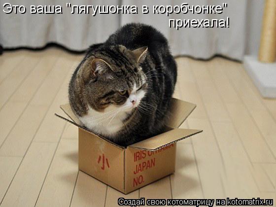 Это ваша "лягушонка в коробчонке" приехала!... Котоматрица: Это ваша "лягушонка в коробчонке" приехала!