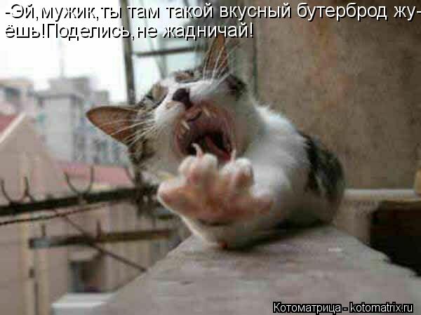 -Эй,мужик,ты там такой вкусный бутерброд жу- ёшь!Поделись,не жадничай!... Котоматрица: -Эй,мужик,ты там такой вкусный бутерброд жу- ёшь!Поделись,не жадничай!