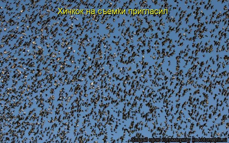 Хичкок на съемки пригласил... Котоматрица: Хичкок на съемки пригласил
