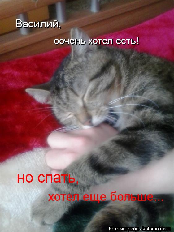 Василий, оочень хотел есть! но спать, хотел еще больше...... Котоматрица: Василий, оочень хотел есть! но спать, хотел еще больше...