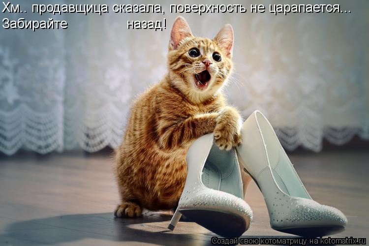 Хм.. продавщица сказала, поверхность не царапается... Забирайте назад!... Котоматрица: Хм.. продавщица сказала, поверхность не царапается... Забирайте назад!
